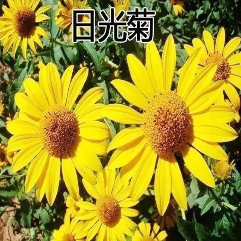 新日光菊花卉种子赛菊芋花籽春秋播种简单易活多年生宿根耐寒