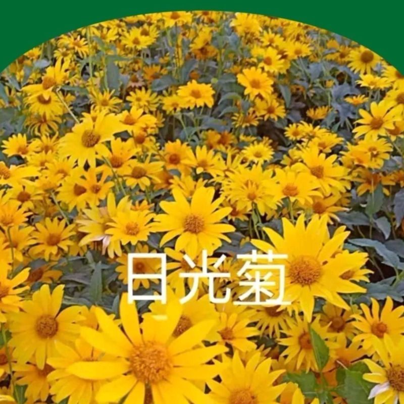 新日光菊花卉种子赛菊芋花籽春秋播种简单易活多年生宿根耐寒
