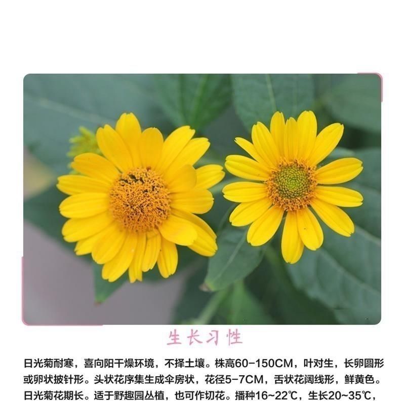 新日光菊花卉种子赛菊芋花籽春秋播种简单易活多年生宿根耐寒