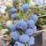 云南精品F6蓝莓，产地直发现摘现发，口感香甜，全国发货