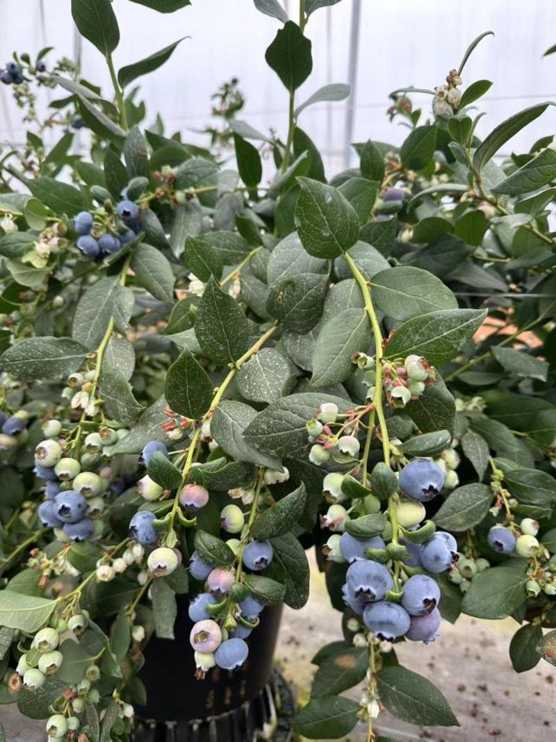云南精品F6蓝莓，产地直发现摘现发，口感香甜，全国发货