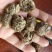 生地圆身个一级质量实体百万销量售后无忧