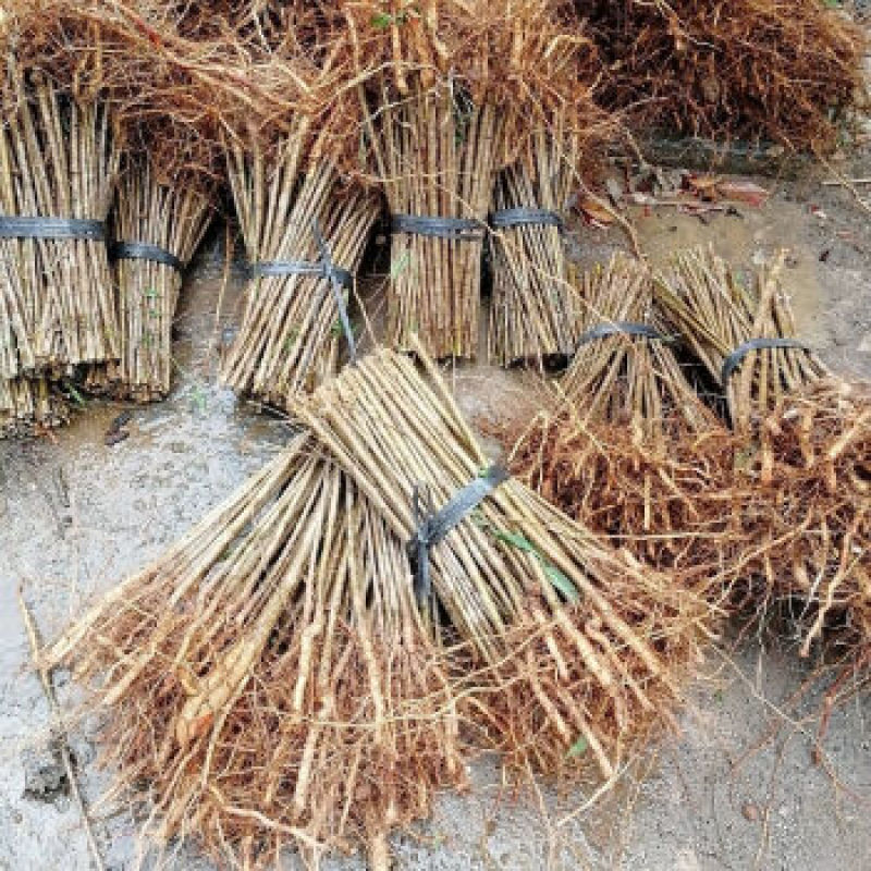 毛桃苗嫁接砧木桃树实生苗原生桃苗现起现发
