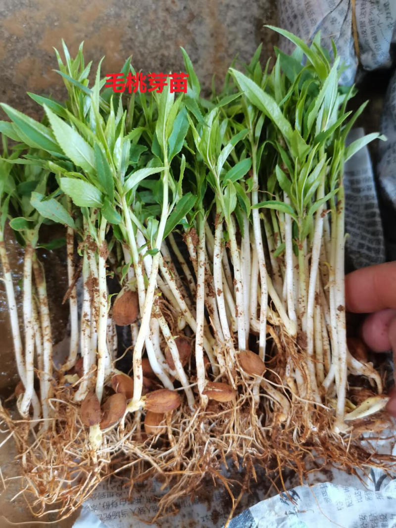 毛桃苗嫁接砧木桃树实生苗原生桃苗现起现发