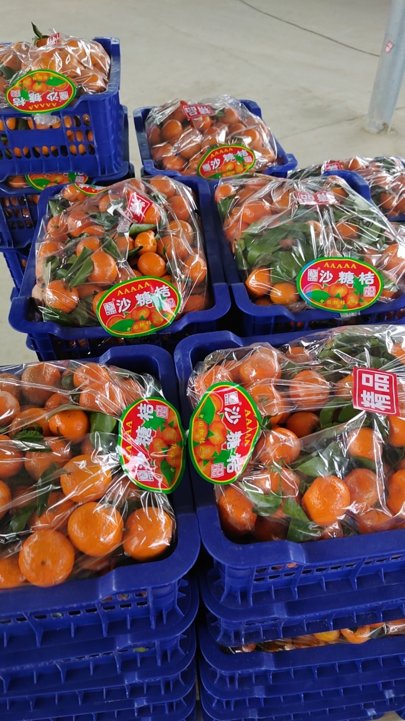 广西沙糖橘产地直发电商市场商超品质保障
