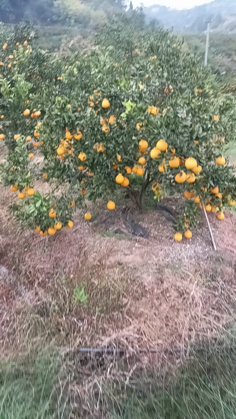 四川高山碰碰柑主产区口感甜度高，微微果酸味耐运输，储存