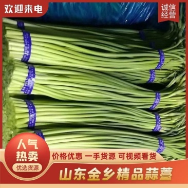 精品蒜薹红帽蒜薹金乡产地直供质量保证欢迎来电