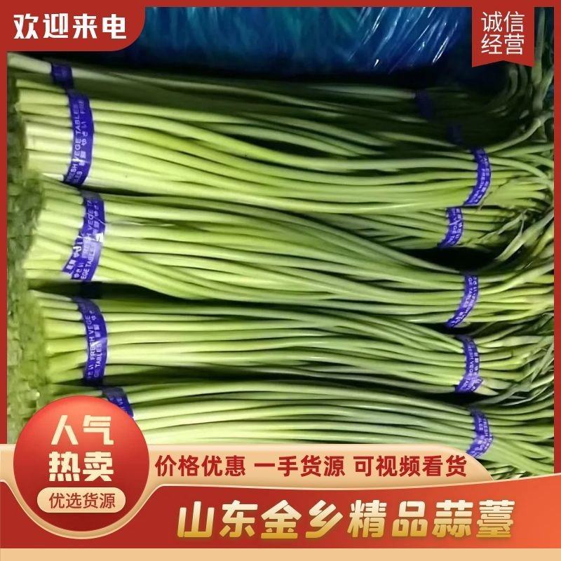 精品蒜薹红帽蒜薹金乡产地直供质量保证欢迎来电