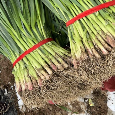 蒜苗红跟蒜苗质优价廉春节前每天挂车发货量大从优