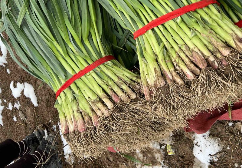 蒜苗红跟蒜苗质优价廉春节前每天挂车发货量大从优
