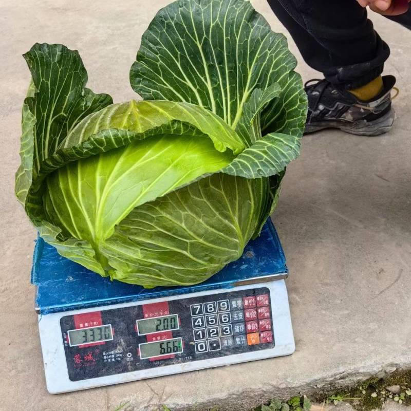 紧包菜厚叶富士春耐运输越冬王，春福来奥奇娜