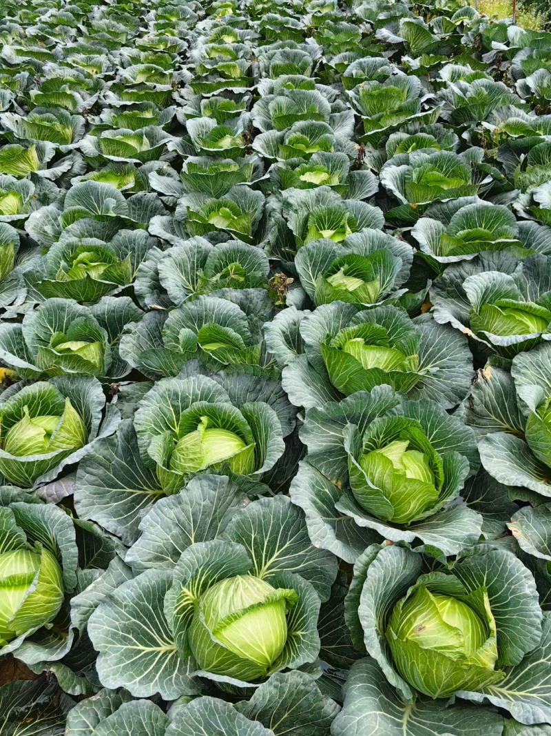 紧包菜厚叶富士春耐运输越冬王，春福来奥奇娜