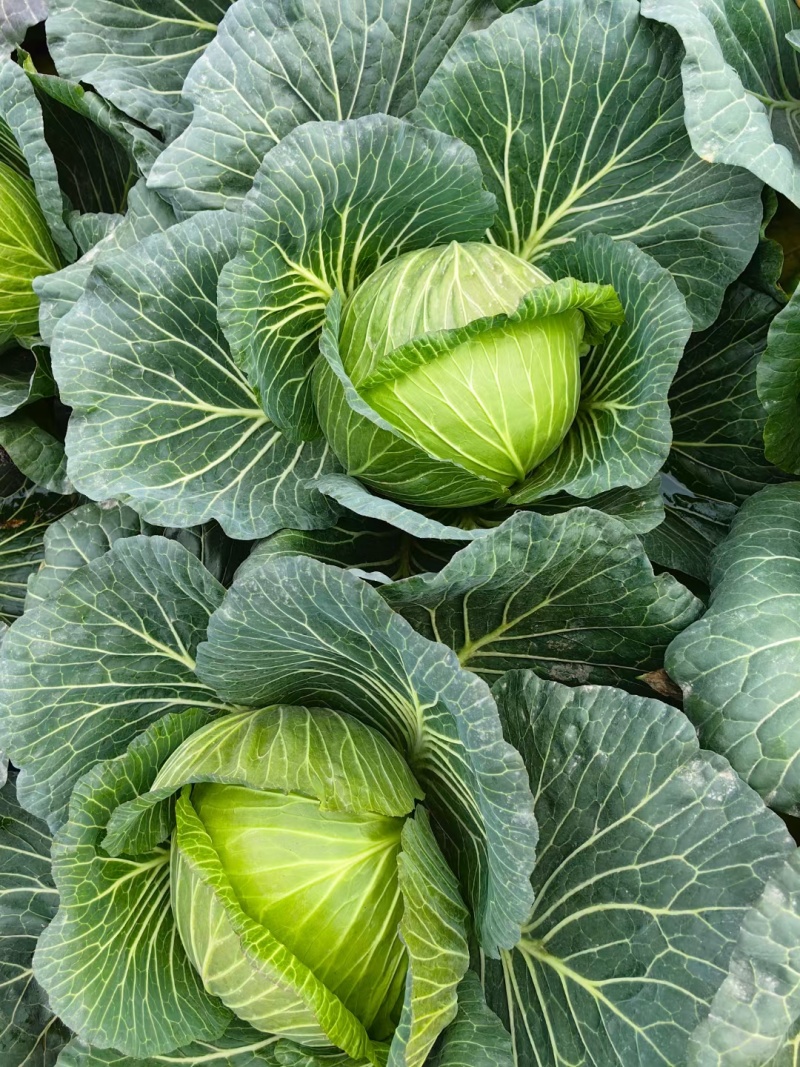 紧包菜厚叶富士春耐运输越冬王，春福来奥奇娜