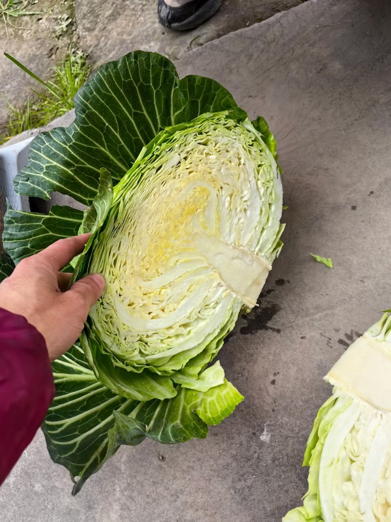 紧包菜厚叶富士春耐运输越冬王，春福来奥奇娜