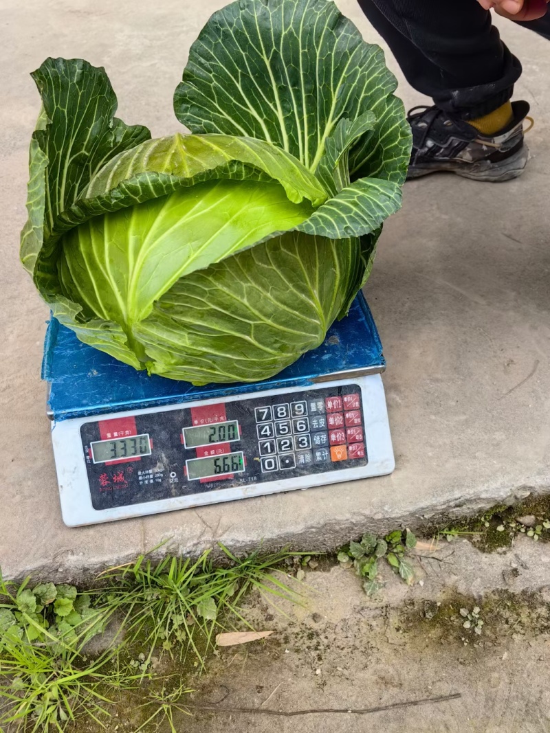 紧包菜厚叶富士春耐运输越冬王，春福来奥奇娜