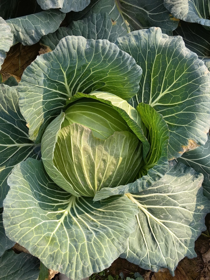 紧包菜厚叶富士春耐运输越冬王，春福来奥奇娜