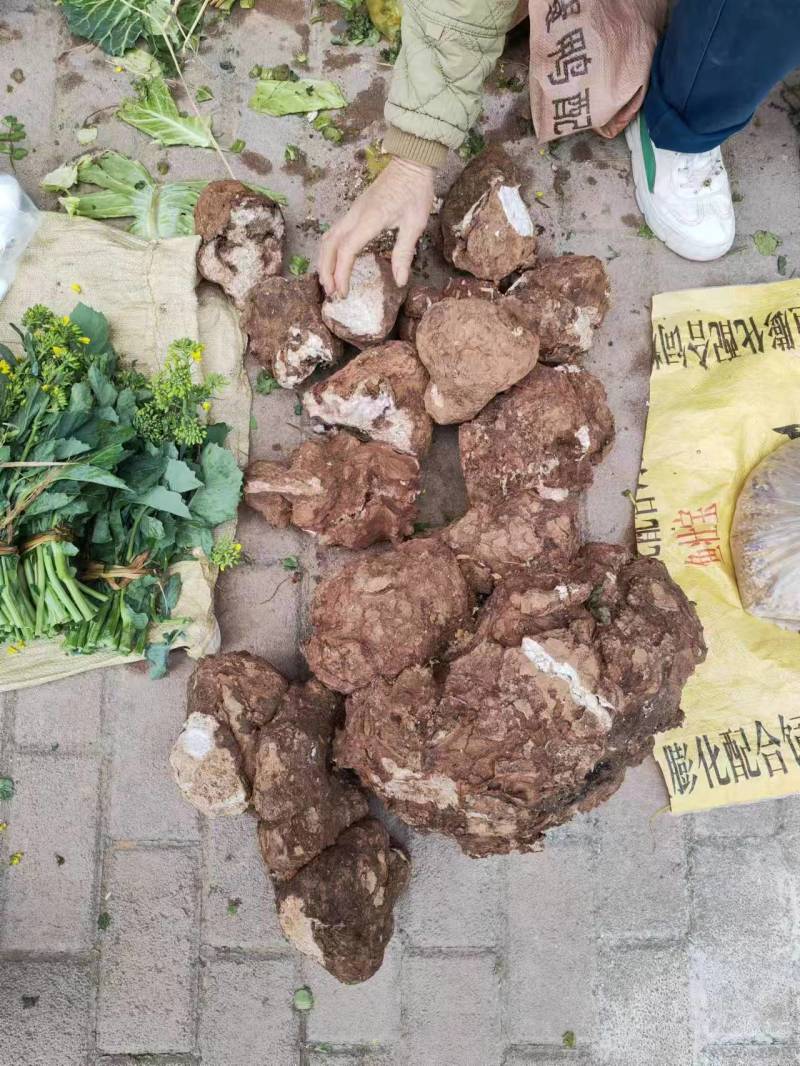云南野生茯苓可供应生货，切丁干货