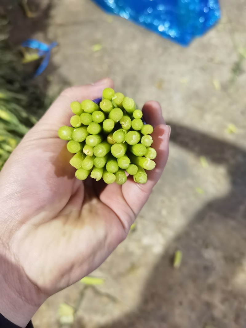 红帽蒜苔大量供应全国各大市场一手货源大量供应