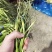 红帽蒜苔大量供应全国各大市场一手货源大量供应