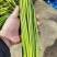 红帽蒜苔大量供应全国各大市场一手货源大量供应