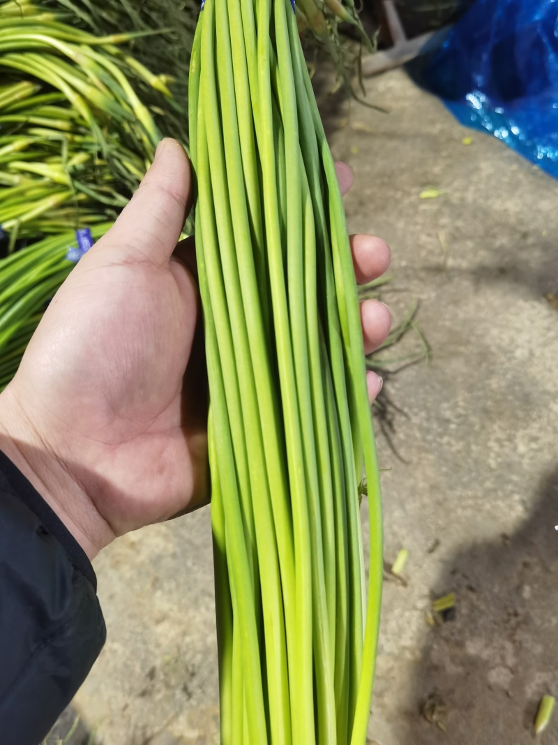 红帽蒜苔大量供应全国各大市场一手货源大量供应