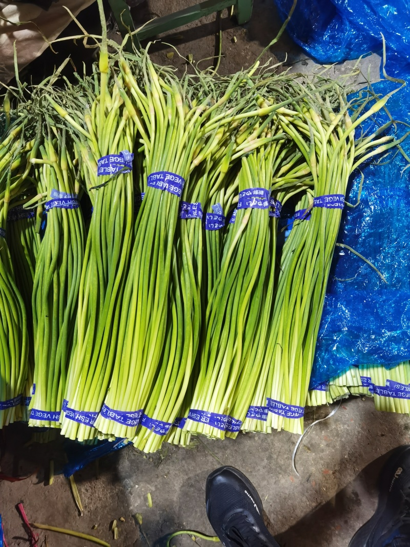 红帽蒜苔大量供应全国各大市场一手货源大量供应