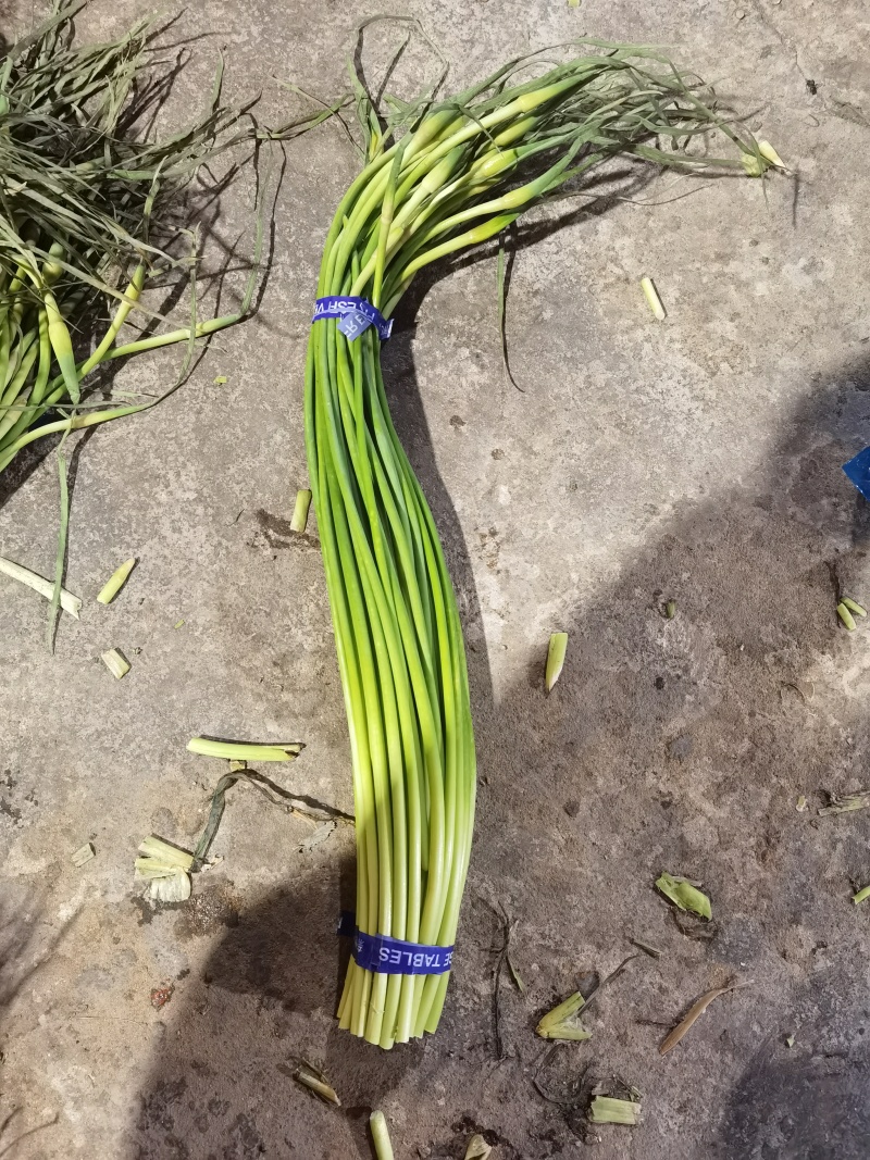 红帽蒜苔大量供应全国各大市场一手货源大量供应