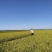 【稻花香系列大米】东北水稻之乡，黑龙江自家农场自产自销