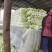 黄心白菜大量有货，无虫眼，无花边无烧心，质量有保证，