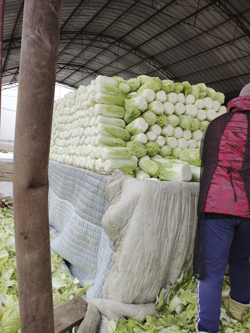 黄心白菜大量有货，无虫眼，无花边无烧心，质量有保证，