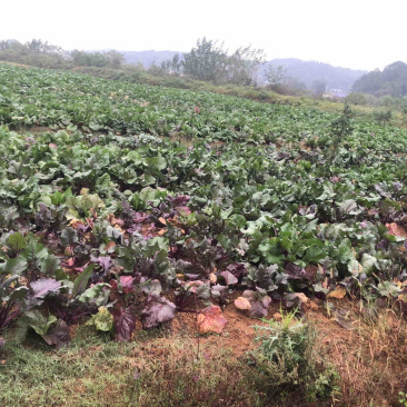 大量农家红菜苔供应，长沙乌山，找附近的餐厅、菜店直供