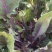 大量农家红菜苔供应，长沙乌山，找附近的餐厅、菜店直供