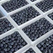 2024年辽宁丹东L25蓝莓批量上市对接批发商，商超