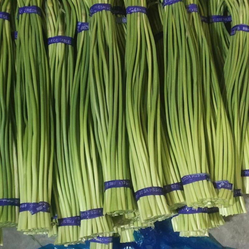 金乡红苞蒜薹。大量有货，价格便宜，适合发市场，诚信合作