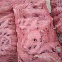 河南许昌商薯19种薯产地直发一手货源批发现挖现发