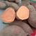 河南许昌商薯19红薯苗基地发货一手货源批发现挖现发保品质
