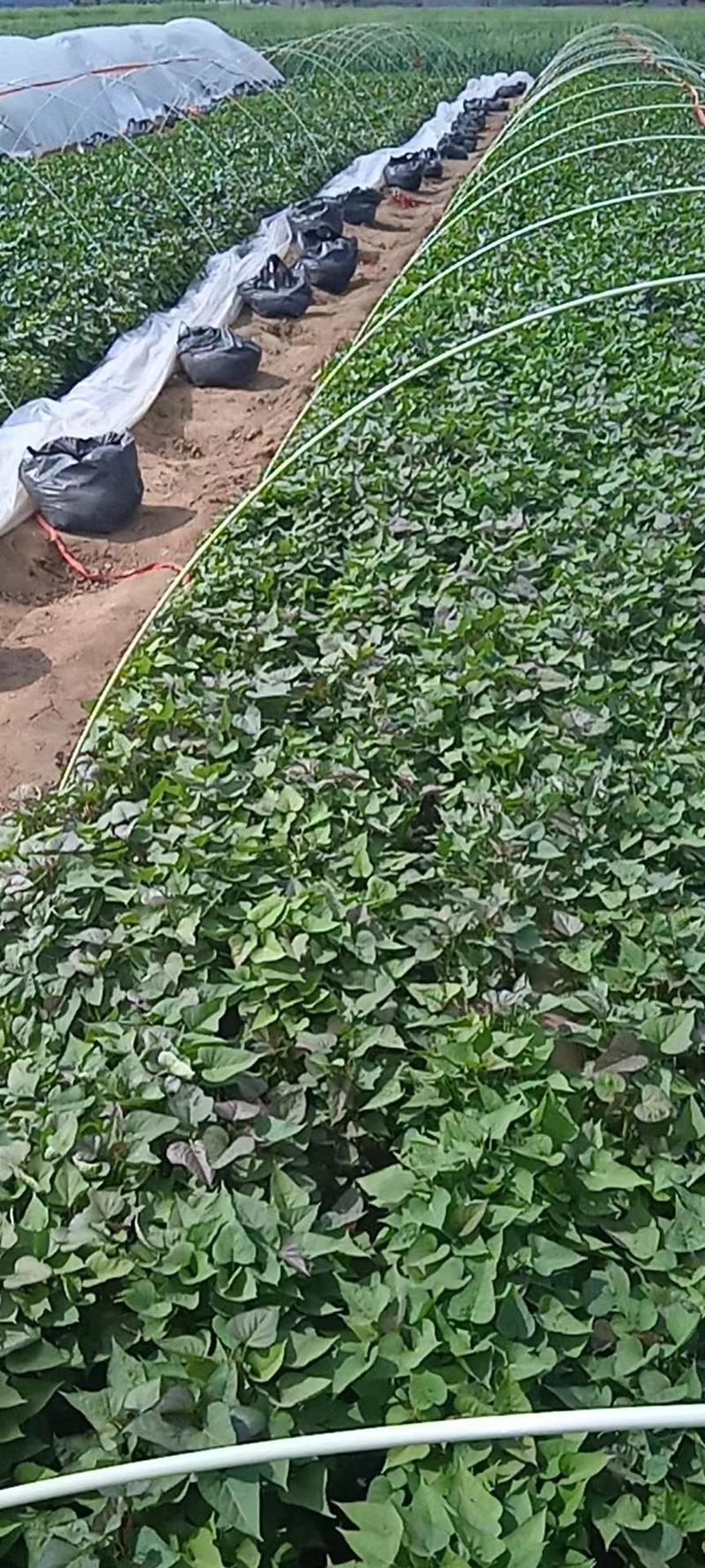 河南许昌商薯19红薯苗基地发货一手货源批发现挖现发保品质