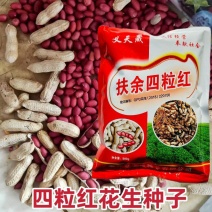 山东扶余四粒红花生种子大田用种多粒型花生种籽食用鲜食油用