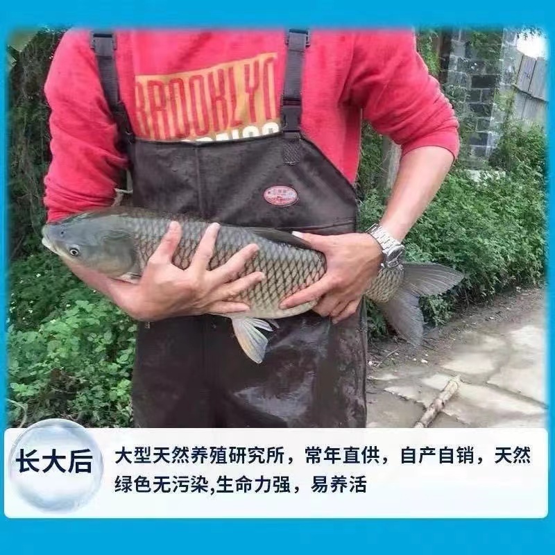 草鱼苗，产地直批，百万现货，已做抗体疫支持全国发货