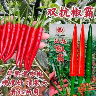 双抗椒霸朝天椒种子大果早熟滑皮椒种子青红两用尾果大硬度好