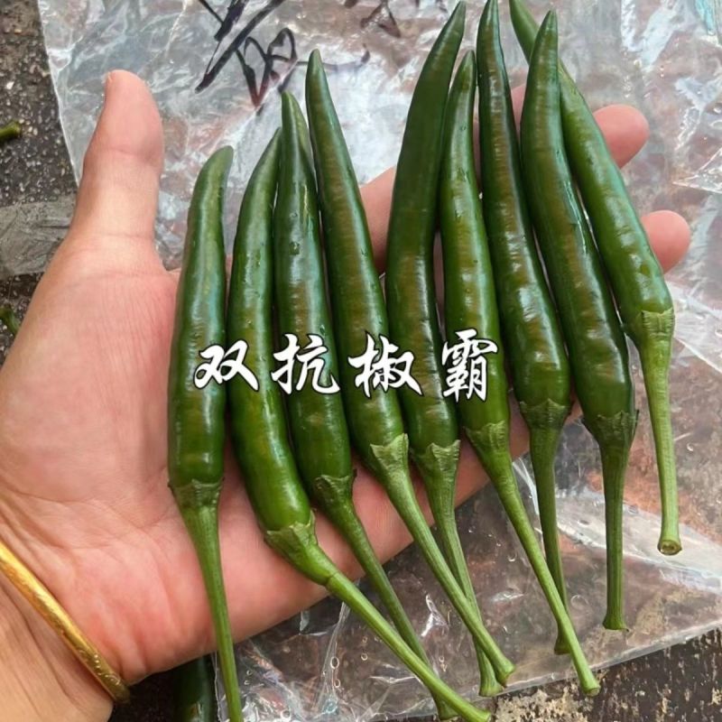 双抗椒霸朝天椒种子大果早熟滑皮椒种子青红两用尾果大硬度好