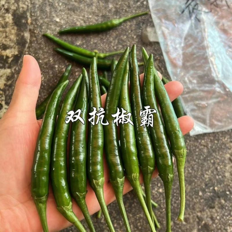 双抗椒霸朝天椒种子大果早熟滑皮椒种子青红两用尾果大硬度好