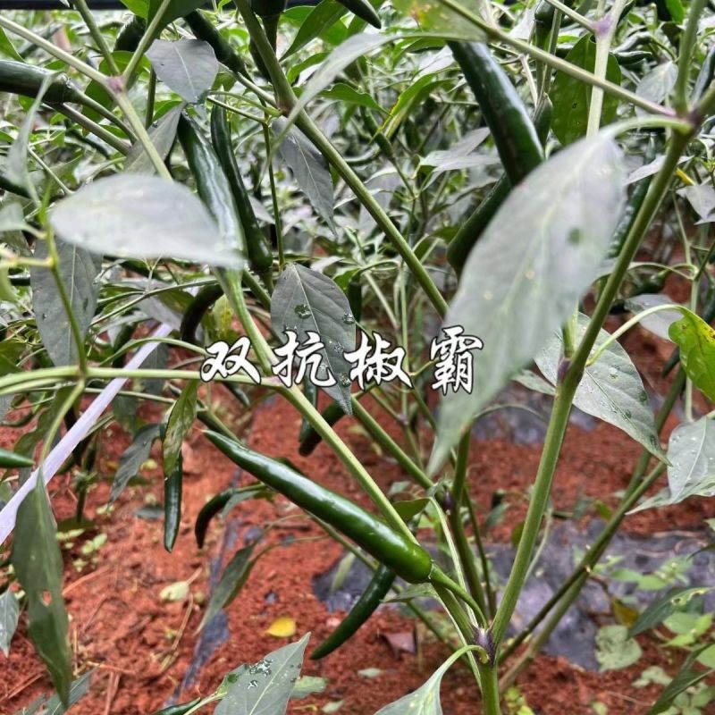 双抗椒霸朝天椒种子大果早熟滑皮椒种子青红两用尾果大硬度好