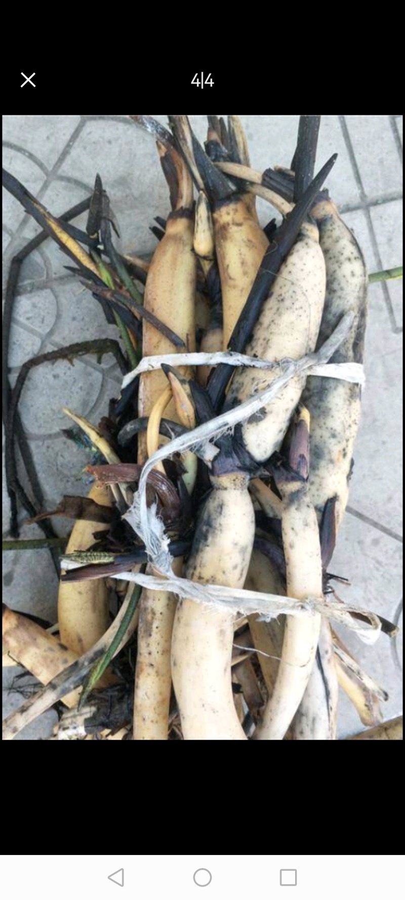 莲藕种苗