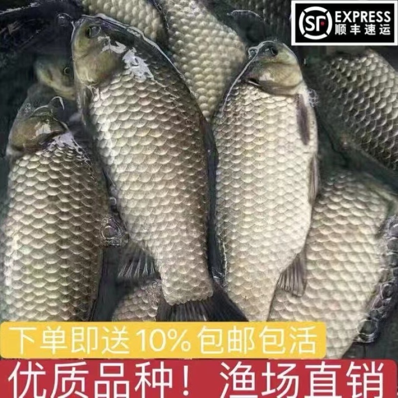 鲫鱼苗，支持全国各地发货，量大从优，包邮包活
