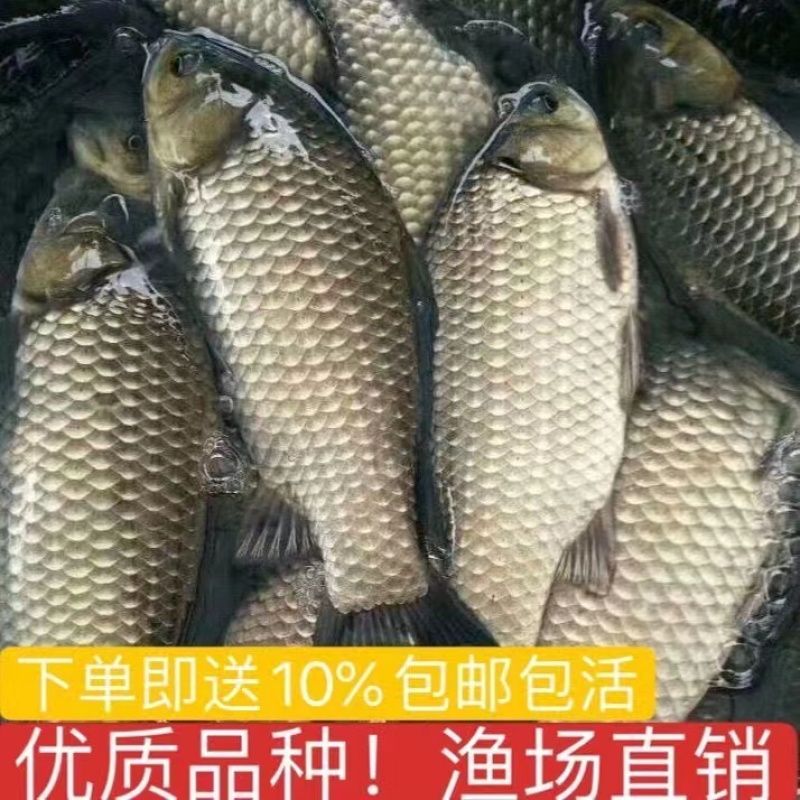 鲫鱼苗，支持全国各地发货，量大从优，包邮包活