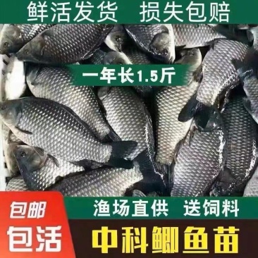 鲫鱼苗,支持全国各地发货,量大从优,包邮包活