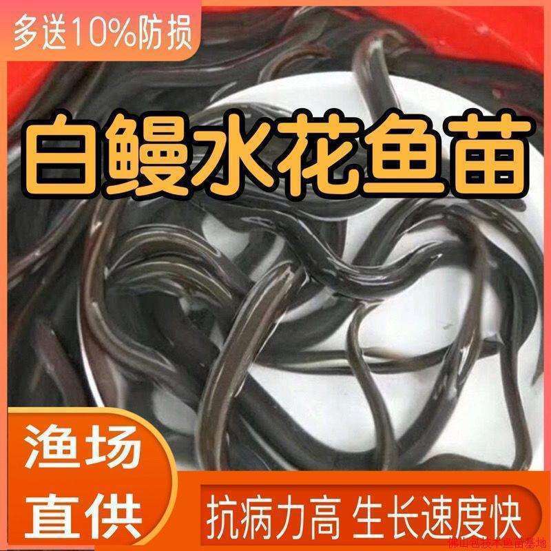 鳗鱼苗，白鳗鱼苗，技术支持，支持全国发货，