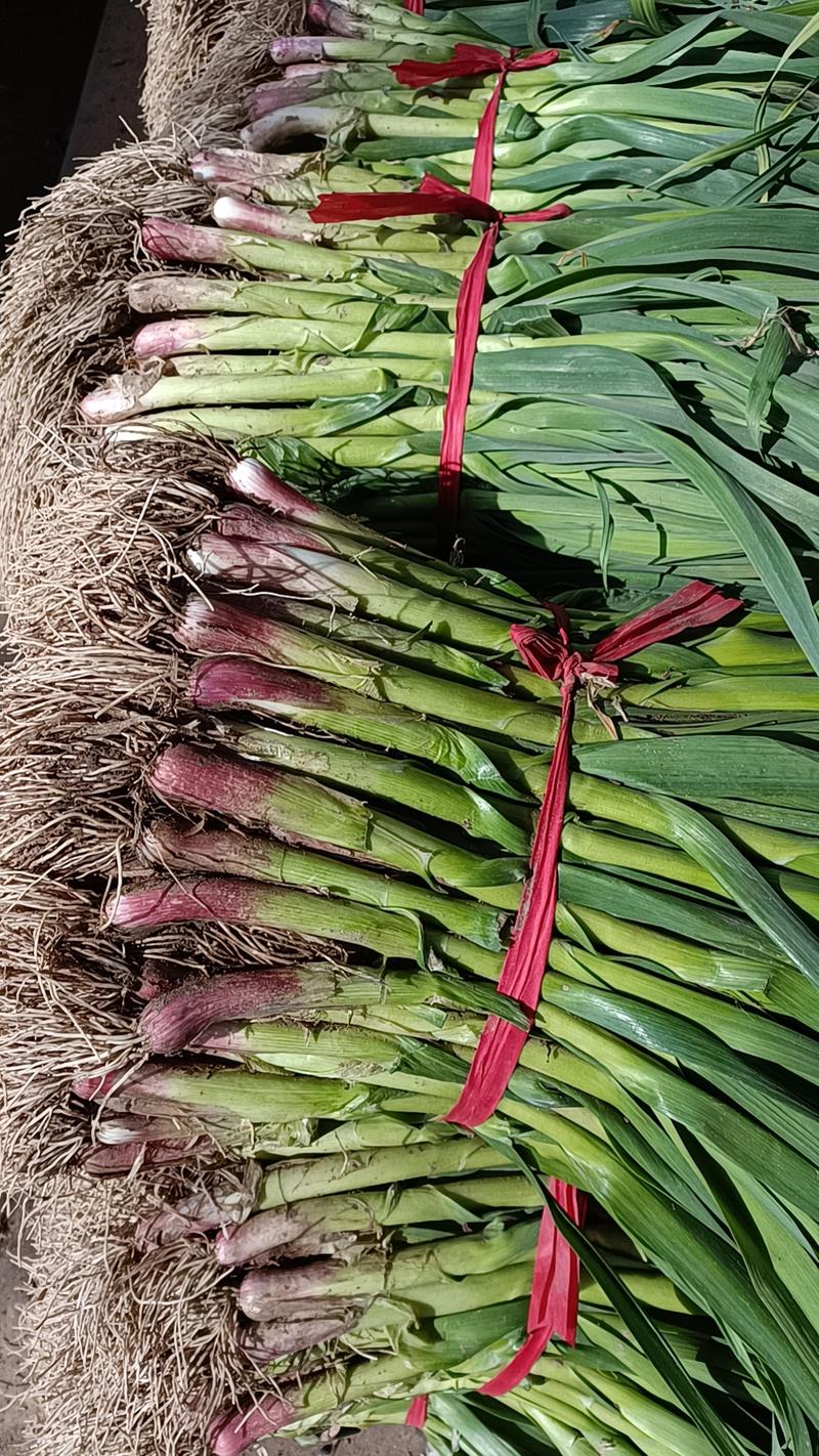 红根蒜苗大量供应，春节之前不断货。货源充足，全国发货。