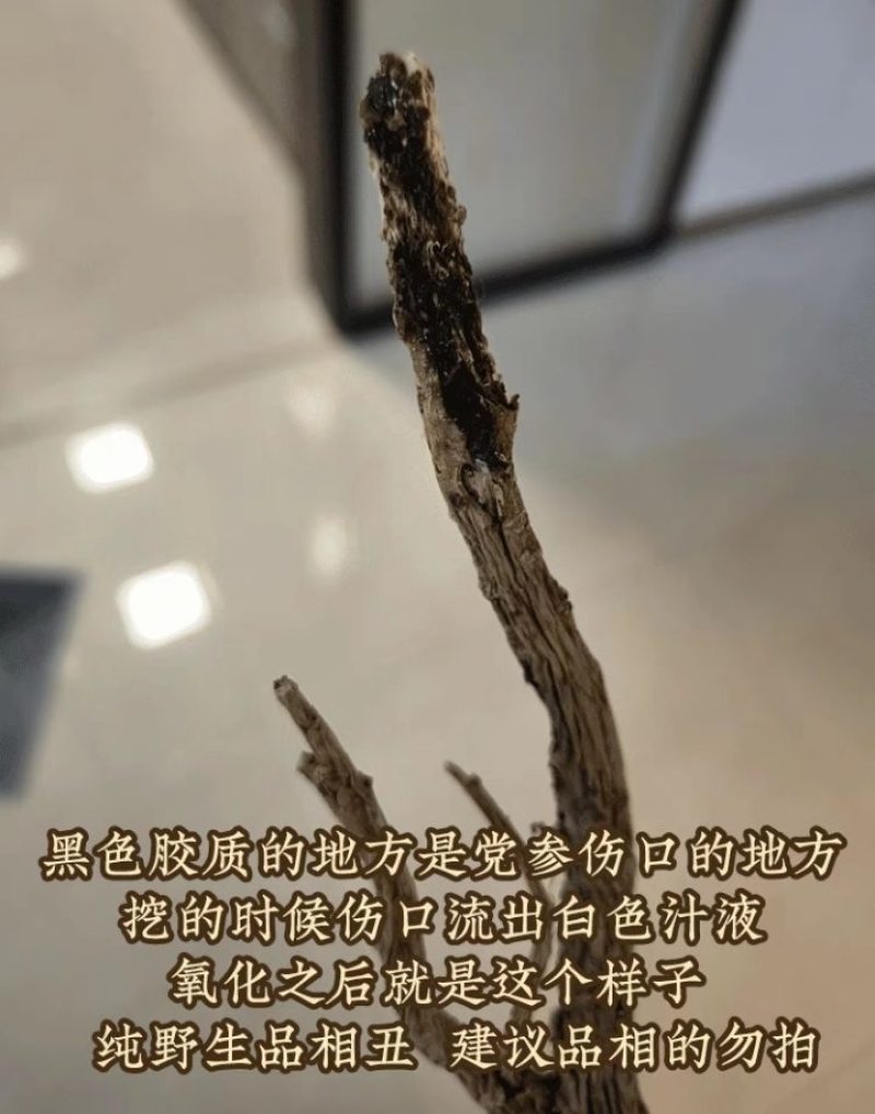 【真野生】甘肃原产地深山正宗特级纹党参手工干货整条
